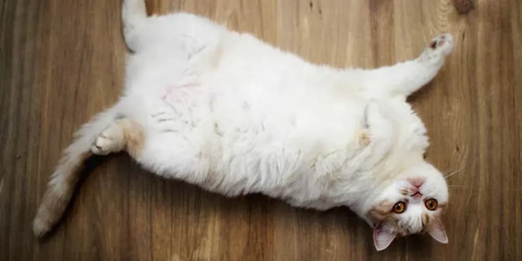 post-a-comprehensive-guide-to-authorized-forex-trading-apps-in-india-image